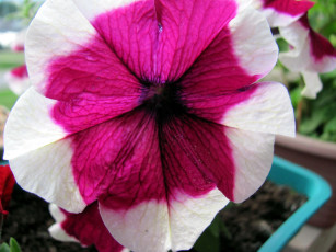 обоя цветы, петунии,  калибрахоа, макро