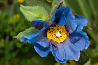 Картинка цветы маки мак