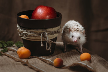 Картинка животные ежи ёжик