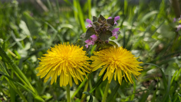 Картинка цветы луговые+ полевые +цветы одуванчики