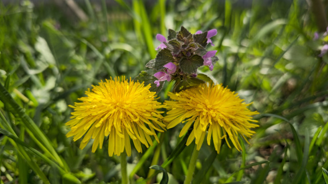 Обои картинки фото цветы, луговые , полевые,  цветы, одуванчики