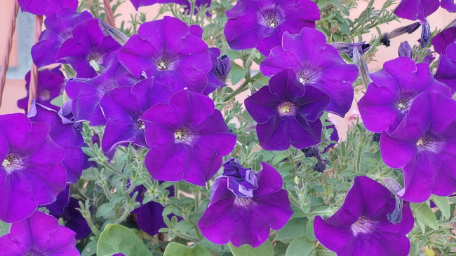 Обои картинки фото цветы, петунии,  калибрахоа