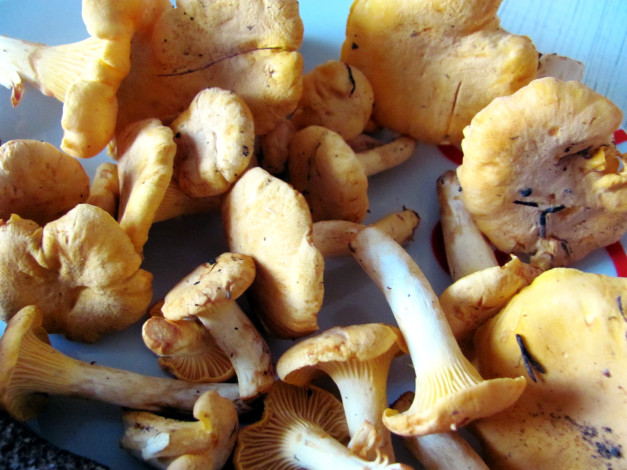 Обои картинки фото еда, грибы,  грибные блюда, лисички