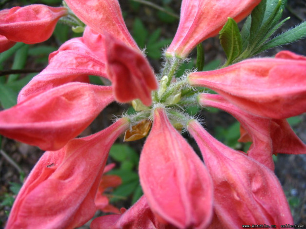 Обои картинки фото цветы