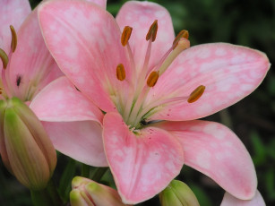 Картинка цветы лилии лилейники