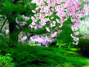 Картинка цветы сакура вишня