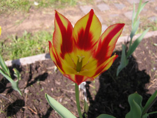 Картинка цветы тюльпаны