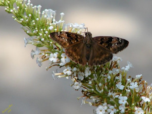 Картинка животные бабочки