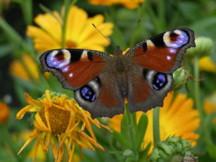 Картинка животные бабочки