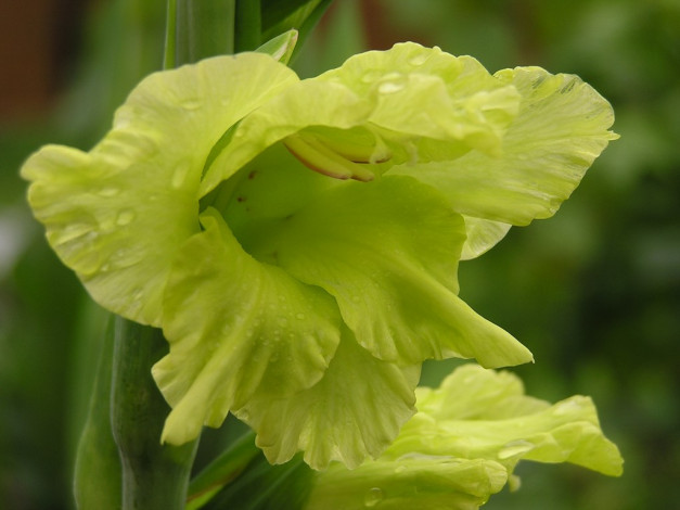 Обои картинки фото цветы, гладиолусы