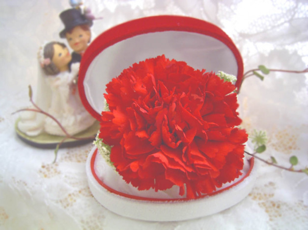 Обои картинки фото цветы, гвоздики
