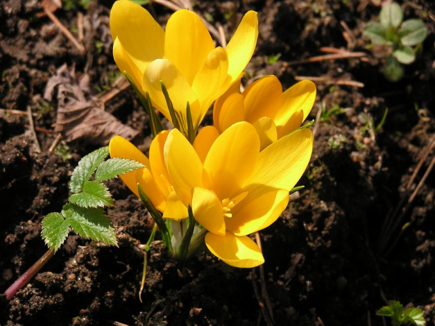 Обои картинки фото цветы, крокусы