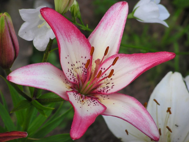 Обои картинки фото цветы, лилии, лилейники