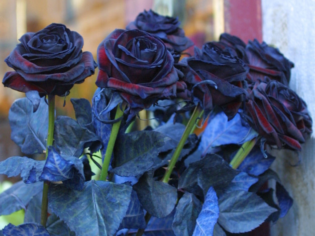 Обои картинки фото цветы, розы