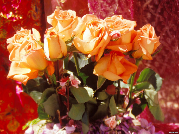 Обои картинки фото цветы, розы