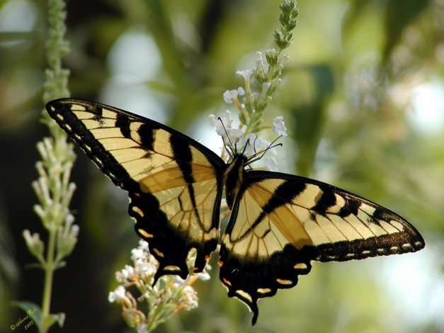 Обои картинки фото животные, бабочки