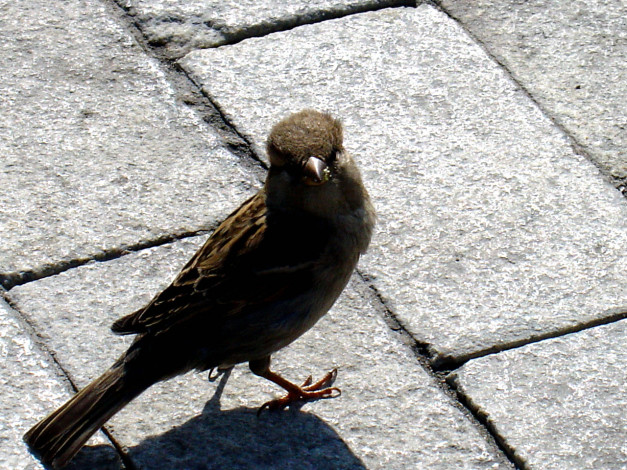 Обои картинки фото животные, воробьи