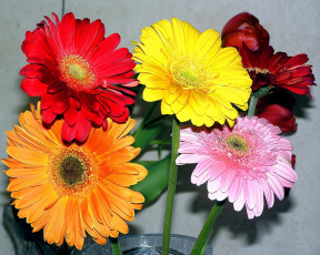 Картинка цветы герберы