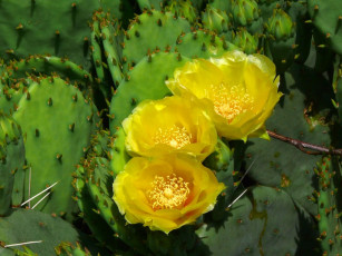 Картинка цветы кактусы