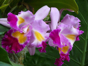 Картинка цветы орхидеи