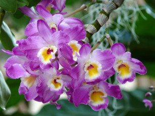 Картинка цветы орхидеи