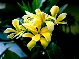 Картинка цветы плюмерия