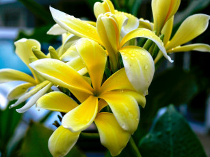 Картинка цветы плюмерия