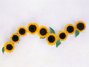 Картинка цветы подсолнухи