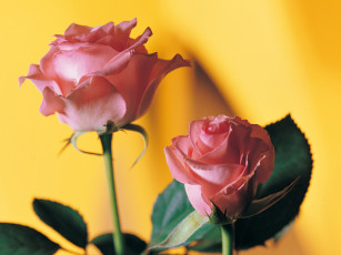 Картинка цветы розы