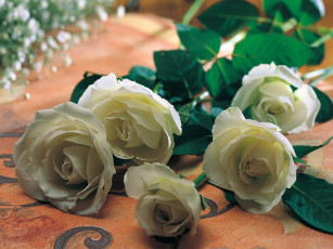 Картинка цветы розы