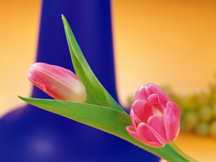 Картинка цветы тюльпаны