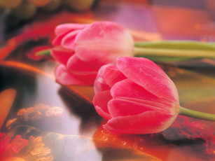 Картинка цветы тюльпаны