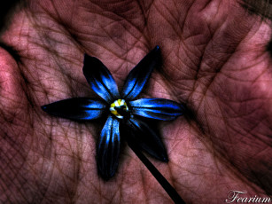 Картинка nature in my hand by fearium цветы