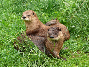 Картинка речные выдры животные каланы ондатры