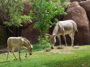 Картинка животные ослы