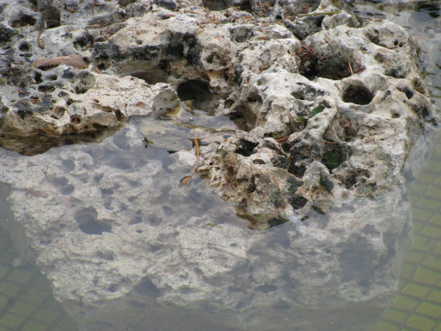 Обои картинки фото 