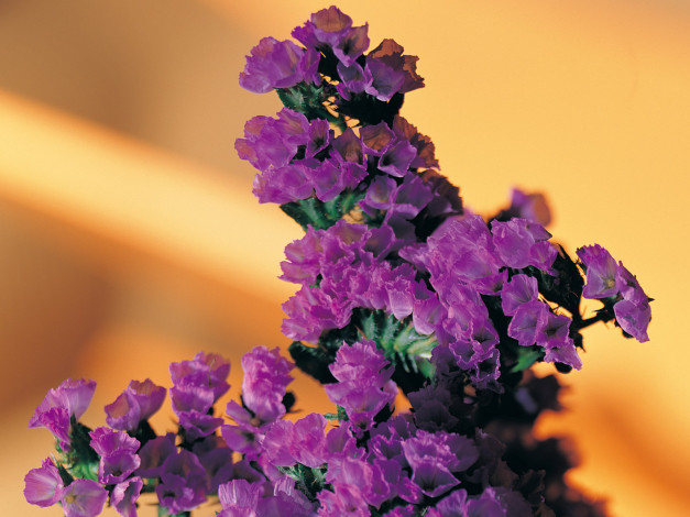 Обои картинки фото цветы