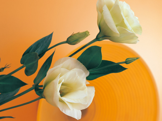 Обои картинки фото цветы, эустома