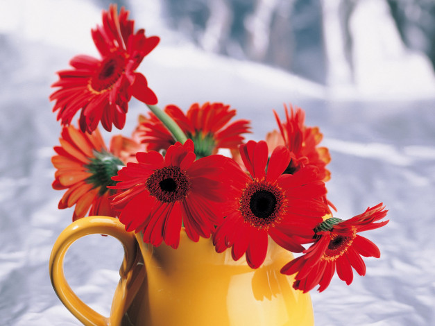 Обои картинки фото цветы, герберы