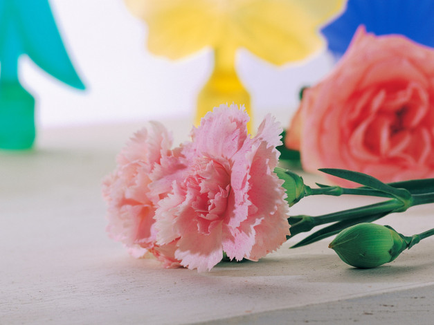 Обои картинки фото цветы, гвоздики