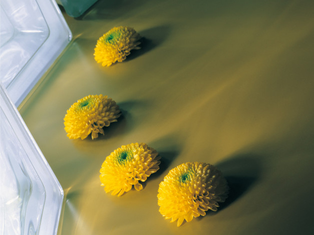 Обои картинки фото цветы, хризантемы