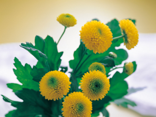 Обои картинки фото цветы, хризантемы