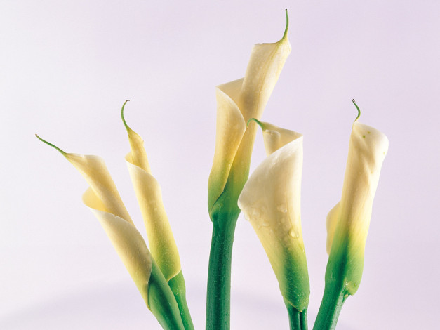 Обои картинки фото цветы, каллы