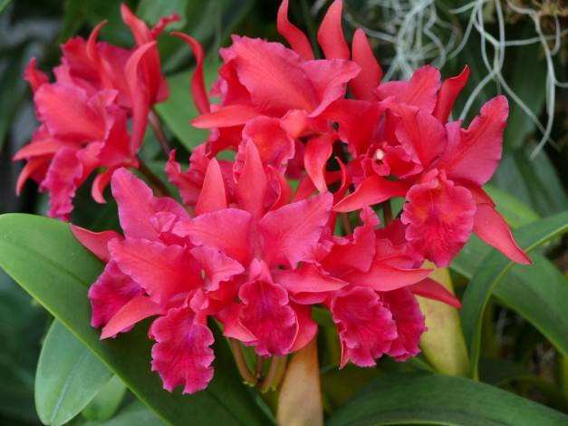 Обои картинки фото цветы, орхидеи