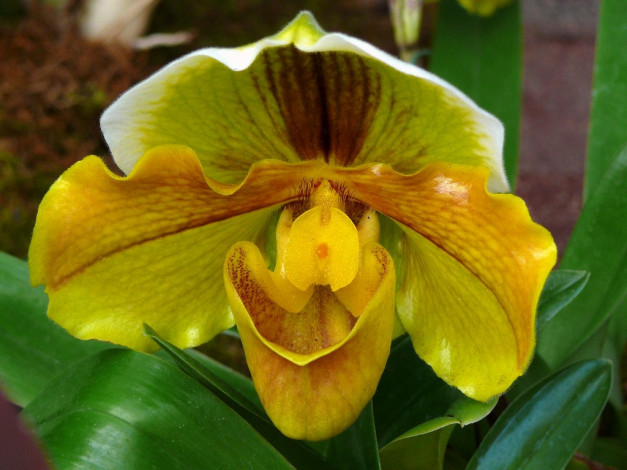 Обои картинки фото цветы, орхидеи