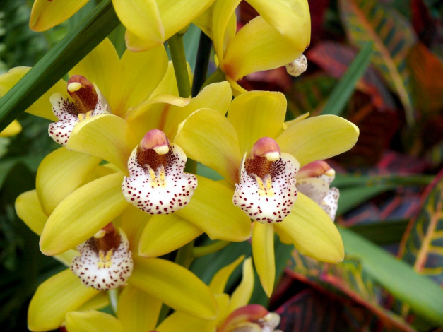 Обои картинки фото цветы, орхидеи