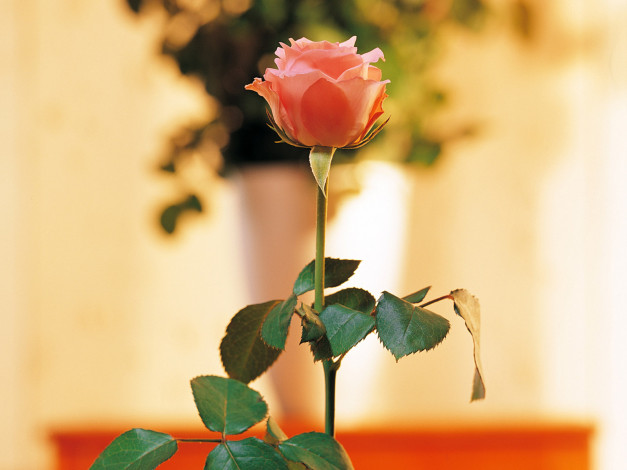 Обои картинки фото цветы, розы