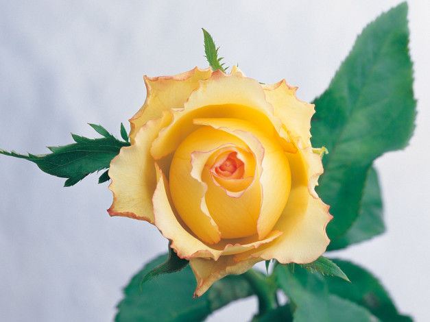 Обои картинки фото цветы, розы