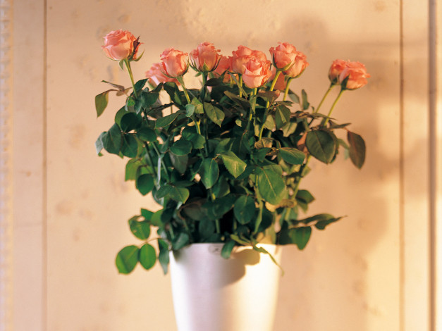 Обои картинки фото цветы, розы