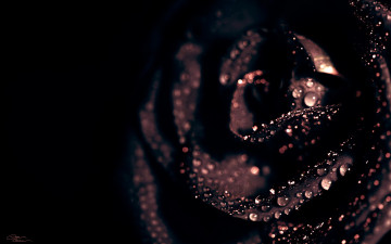 Картинка цветы розы